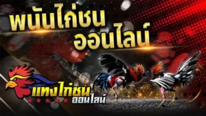 ไก่ชน เว็บตรงออนไลน์ ufabet